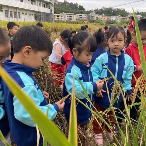 【西江幼儿园】“秋天，到地里去走走”——寻找秋天系列主题教育活动