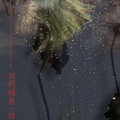 残荷禅意（续）