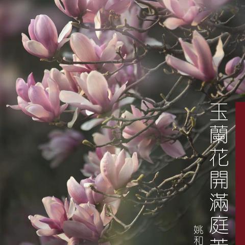 玉兰花开满庭芳