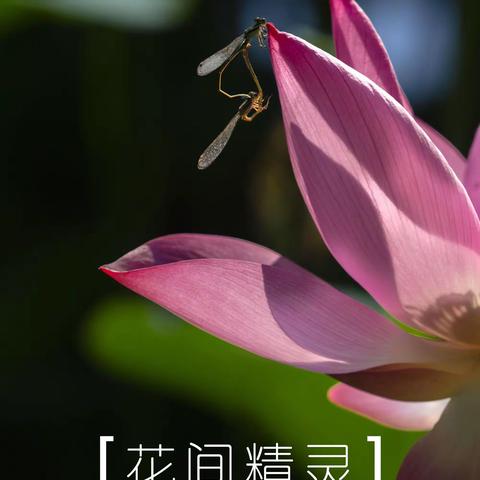 禅意生莲（续）·花间精灵篇