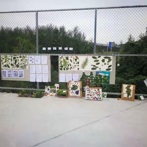 探寻叶片中的科学——吉首市双塘中学开展科学实践活动