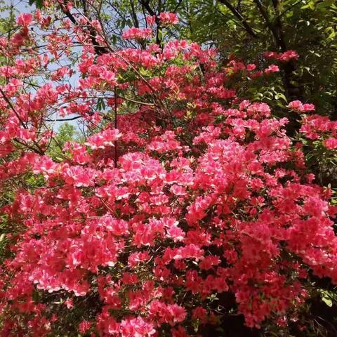 四月杜鹃红欲燃，登高赏花花果山