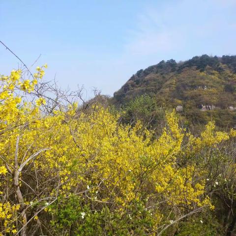 清明时节连翘黄，登山赏花龙王撞