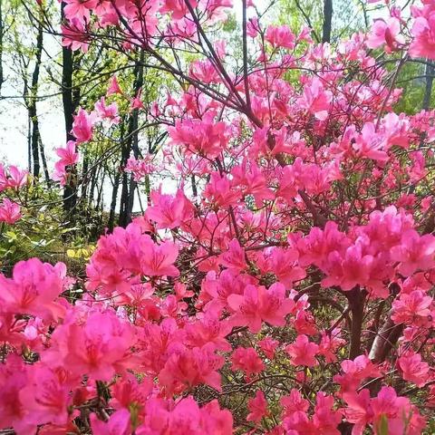 四月杜鹃红胜火，登山赏水十八垛