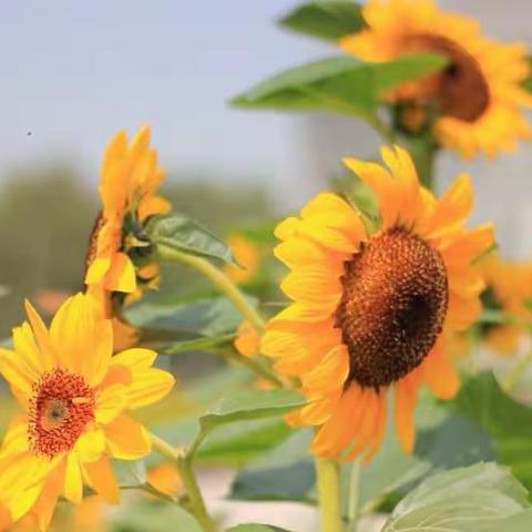 世纪星幼儿园国庆节放假通知