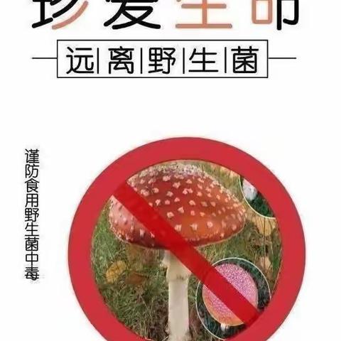 珍爱生命，拒绝野生蘑菇——雷溪中心幼儿园