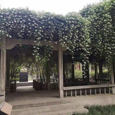 西北大学木香园