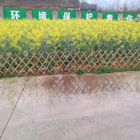 五台堆肥房的有机菜子开花了