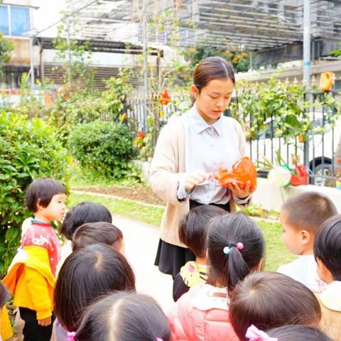 《沙湾镇中心幼儿园→中六班》 ——蕃薯种植记🌱