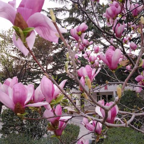 隔空致敬  为爱发声——郭杜香积寺中学教师抗疫作品《为众抱薪暖意融，一枝一叶总关情》