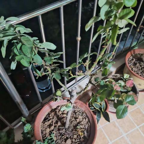 高一三班第五组“身边植物调查”