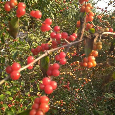 成安二中2017级12班学生重阳佳节，孝亲敬老活动进行中