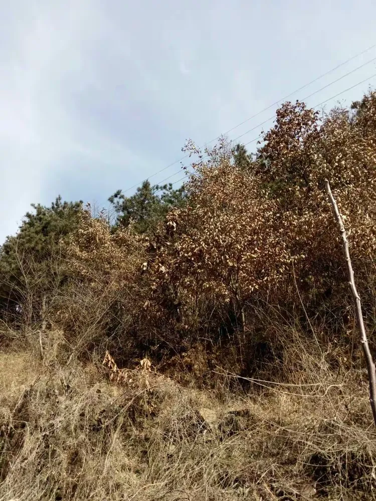 山间有零星耕田，荒无的菜地，山风吹得枯叶沙沙作响，这里绝非一人敢来的地方，多时不见同伴，大声叫喊于山