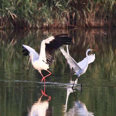 鸟类观察记录（3）截止到9月9日，76种