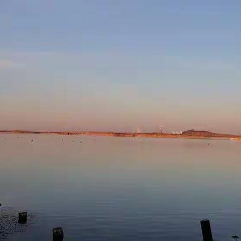 碧水蓝天大白鹅