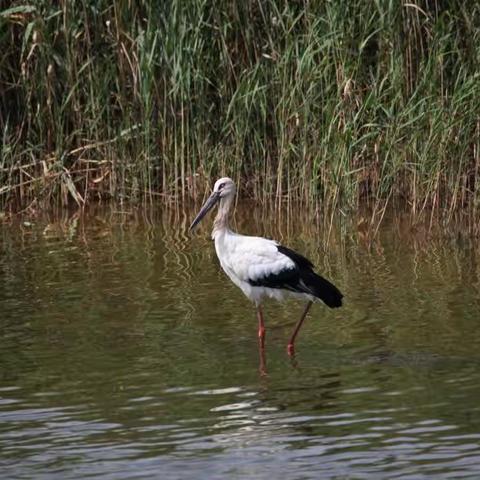 记录今天参加市观鸟协会的活动