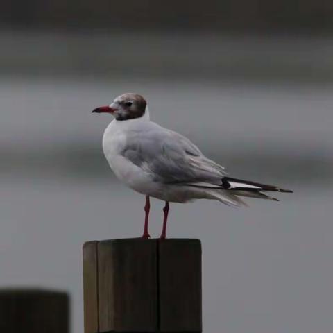 今天都拍到了哪些小可爱？