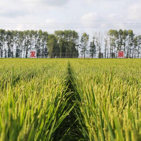 铁力农场有限公司工会“大田技术比武”激发职工活力