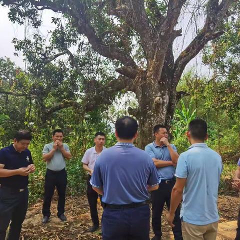 县委副书记方才健一行深入七叉村百年芒果园调研指导