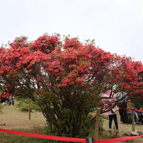 乱花渐欲迷人眼，八卦脑杜鹃“映”山红