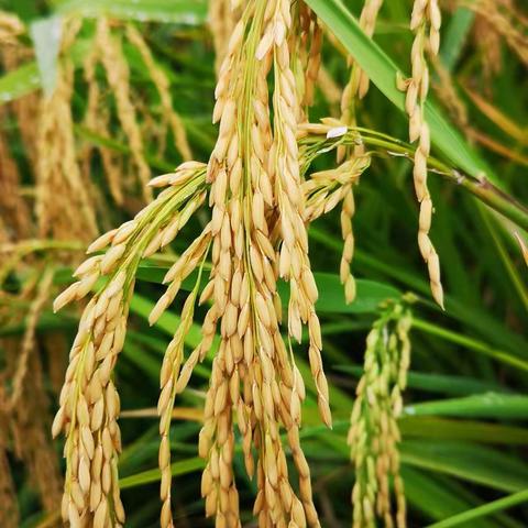 听我把春水叫寒，看我把绿野催黄