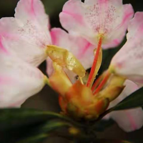 翻山越岭来看你——美丽的猴头杜鹃