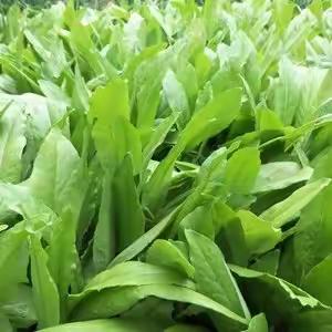 水培油麦菜和土培油麦菜的对比生长观察之探