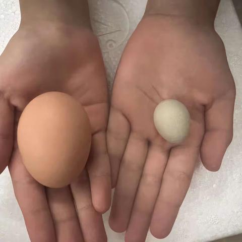 吾家有鸡初成长