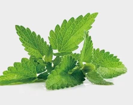 会散发香气的植物——薄荷成长记