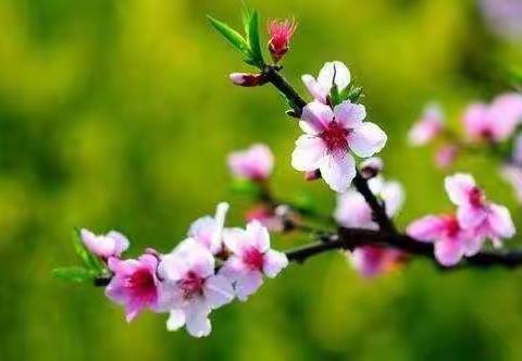 西关小学课堂能力大赛剪影