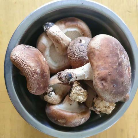 寨底启智幼儿园中班第三周小结----主题课《一起来做香菇饺》