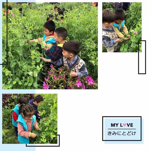亲近自然，快乐采摘
