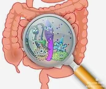 预防细菌性痢疾——守护肠道健康