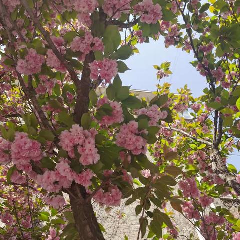 《我们的小区》之远足樱花街