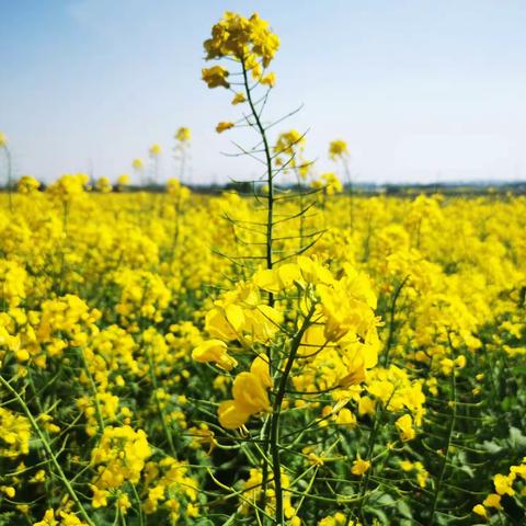 人间最美四月天-寻花🌸之旅一（江北姚家村、韩岭、金塘、天台石梁、奉化徐凫岩、棲霞坑古村、诸暨春风十里小镇）