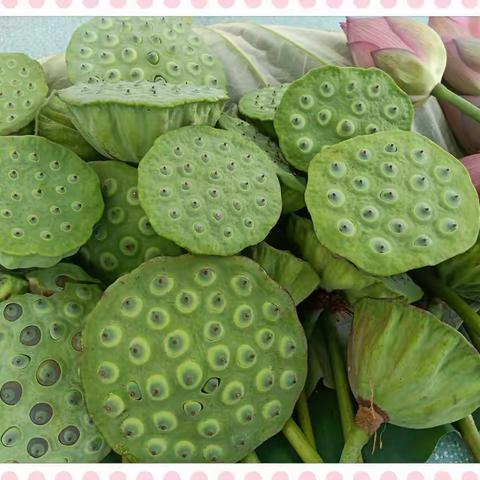 朵朵莲蓬笑开颜，荷你一起显身手 ——记大慈岩中心幼儿园中段“剥莲子”大赛活动