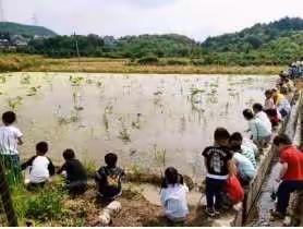 当盛夏遇见花开，当快乐遇见美食——记大慈岩中心幼儿园中段制作荷花美食