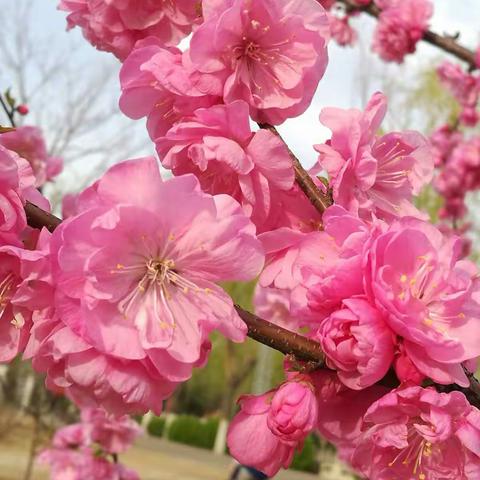 开平街道御园社区多措并举加大环境整治力度拉开创城序幕