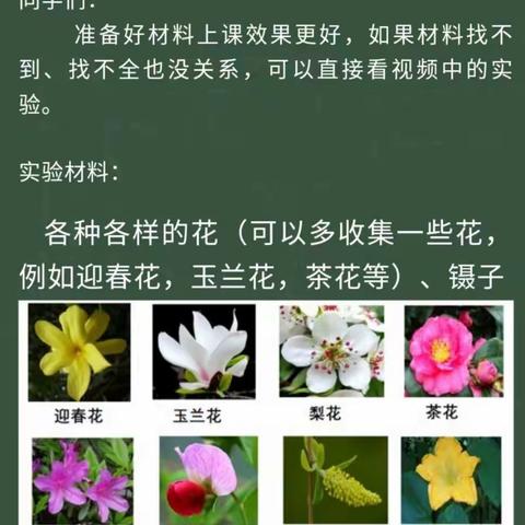 四下  第二单元《各种各样的花》