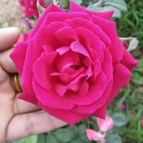 走在天元，绿色尽染