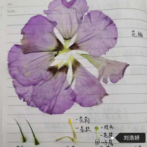 课堂笔记   妙笔生花——远航四班学生生物、语文笔记展示