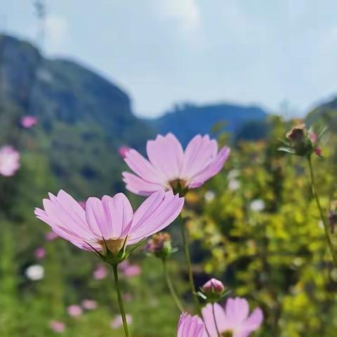 行走花海山水间