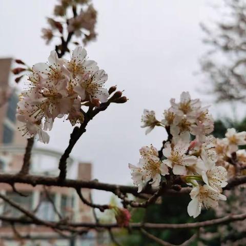 悦读悦享，疫远意美——记明镜小学第十一届读书节之儿童阅读推广课活动
