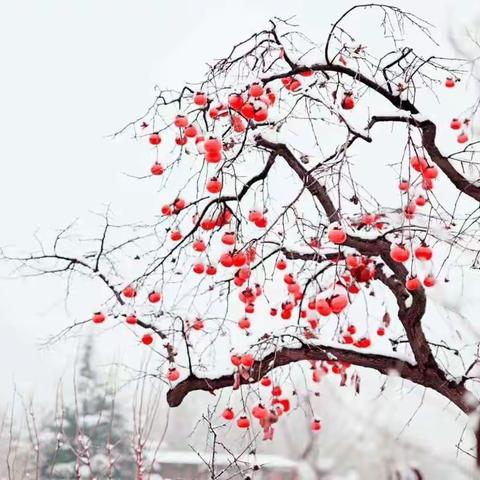 以雪为令，闻雪而动，踏雪而行，泉塘二小教师铲雪除冰在行动