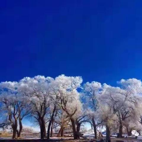 【邀请函】额济纳第二届冰雪胡杨节将于15日15时在大漠胡杨景区开幕！