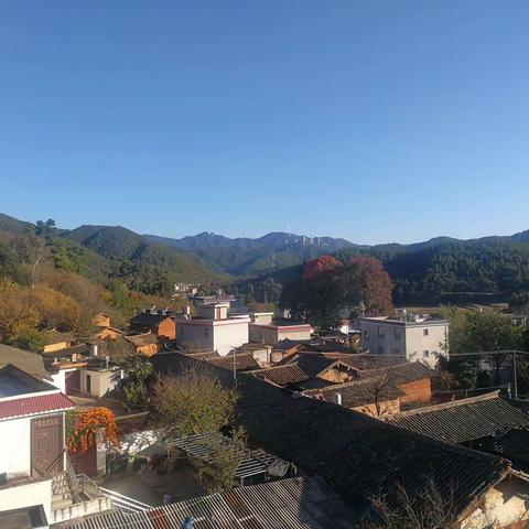 鱼腥草，致富宝，——禄丰市勤丰镇北甸村委会阿姜郎村