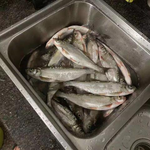 永定龙湖半米级翘嘴定位