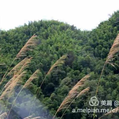 《东山岭》 夏染流年，光阴荏苒，浓郁的阳光味道
