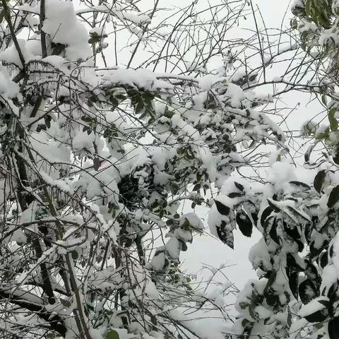 《南充的第一场雪》南高2022级1班唐婧轩