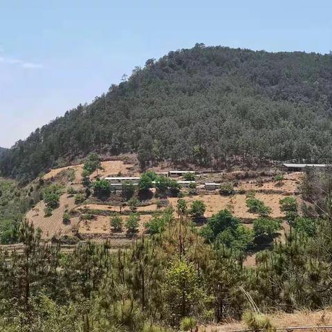 彝乡“羊专员”